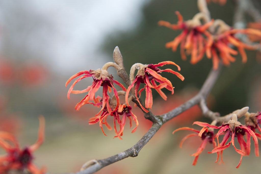 fallflower - found @ the zoo - © Tom Loewen | 14x3.de