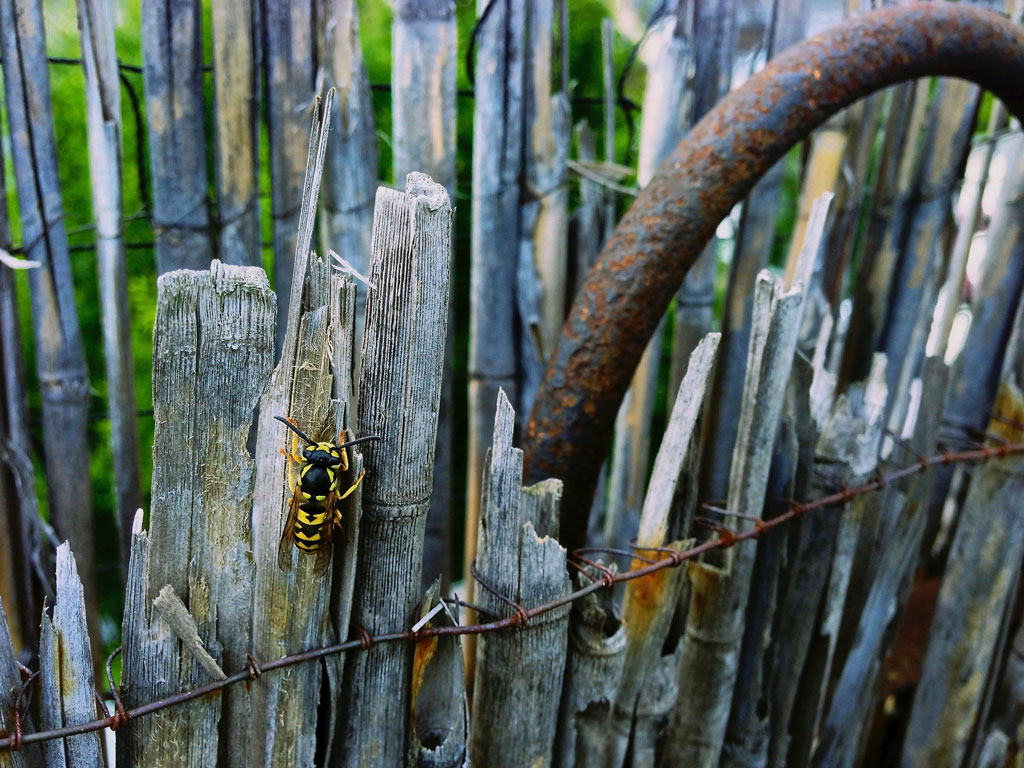 wasp - found on my roof - © Tom Loewen | 14x3.de