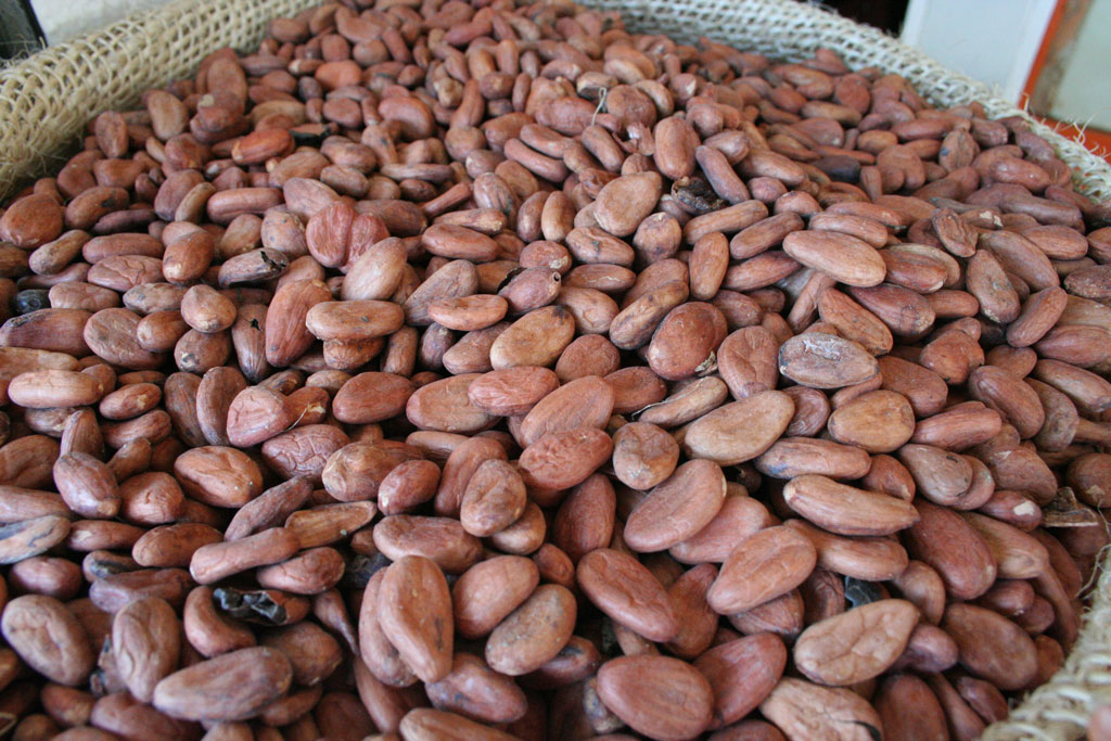 cacao - found in Oaxaca - &copy; Tom Loewen | 14x3.de